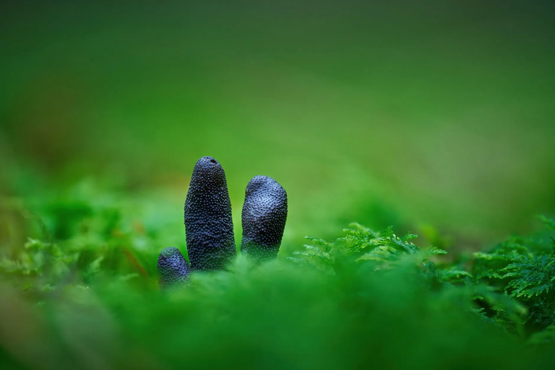 农业无人机多场景作业模式对比：植保喷洒与测绘巡检一体化方案