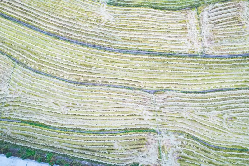 长三角地区植保无人机作业规范与增效技术解析